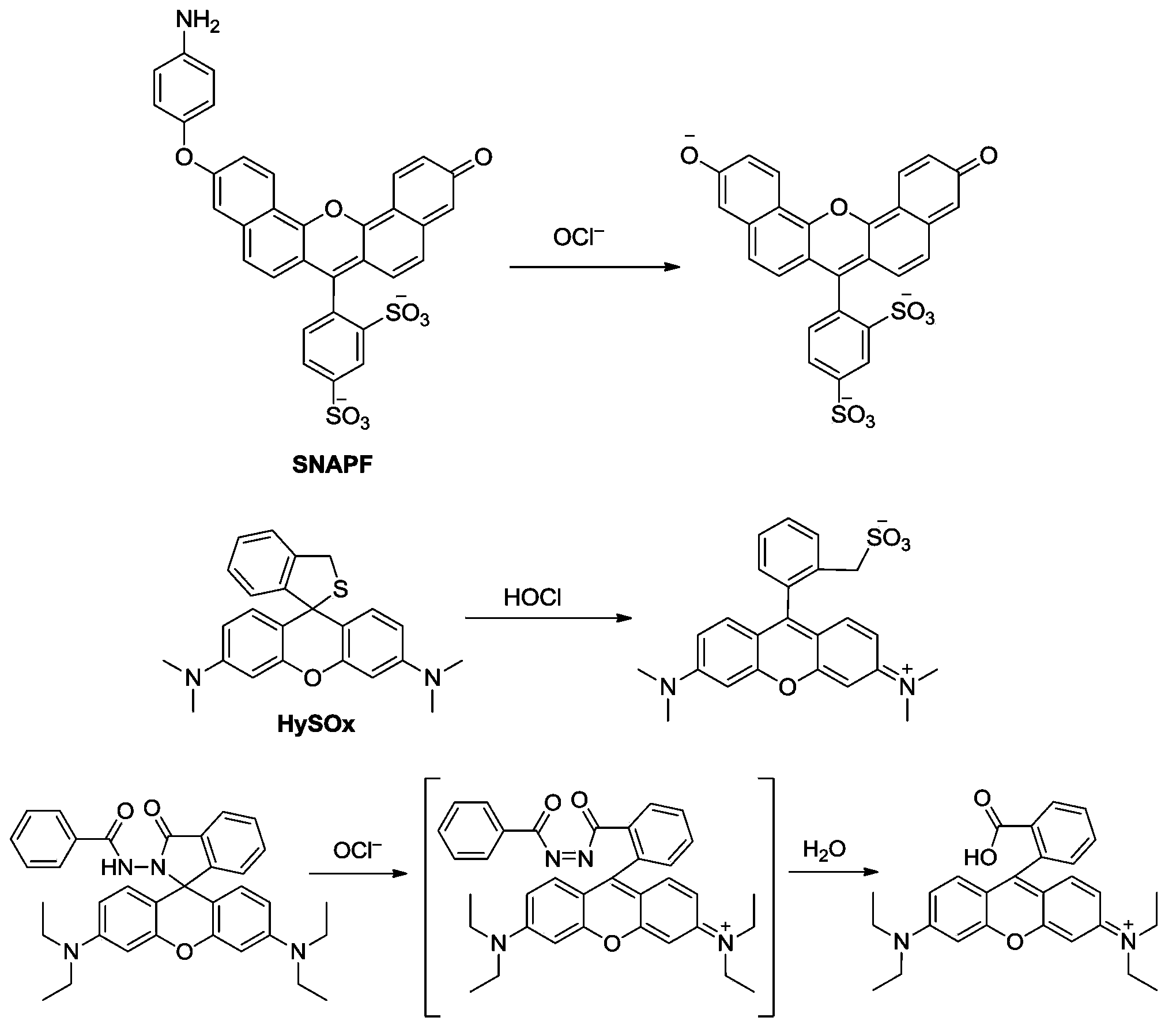 Fluorescent probe for ratio detection of hypochloric acid and application thereof in biological systems