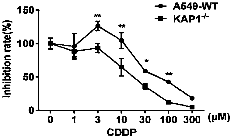 Inhibitor for targeted therapy of lung cancer, application of inhibitor as well as application of KAP1 as drug target in screening of anti-lung cancer drugs