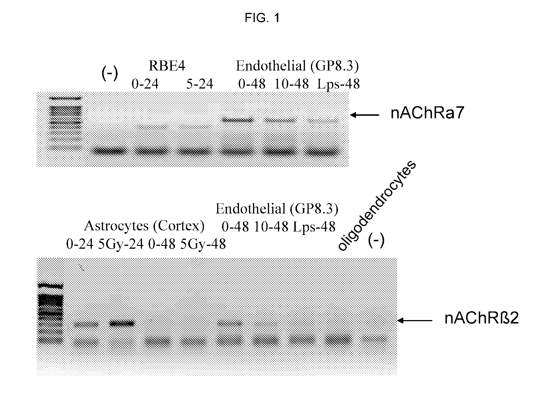 Method and compositions for treatment of cerebral malaria