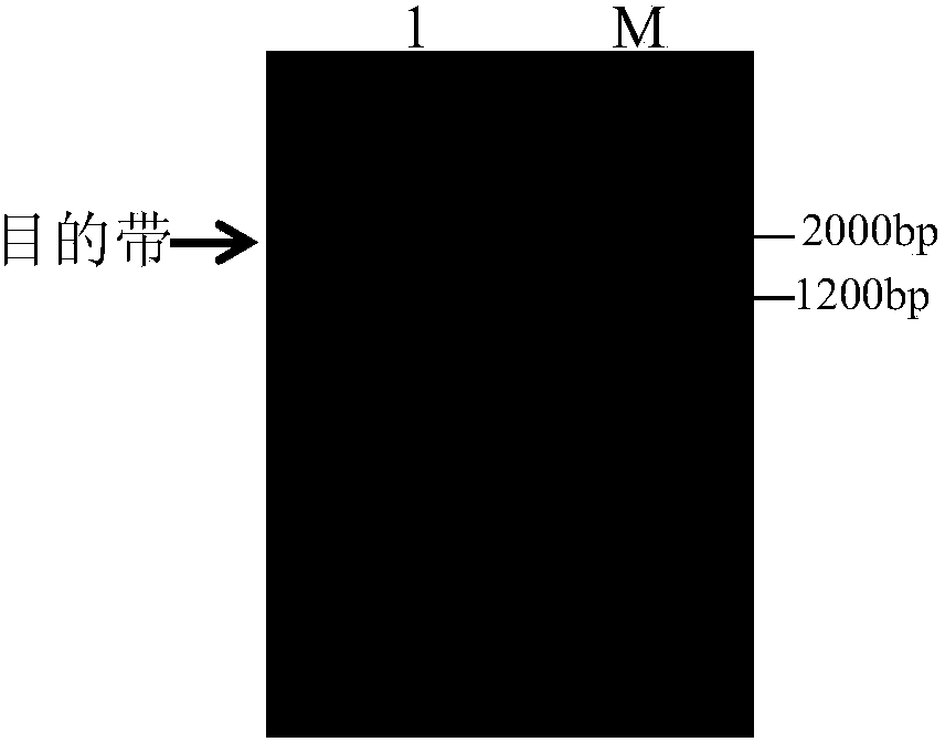 Disease resistance associated protein TaCPK7-R derived from wheat and related biological materials and application thereof