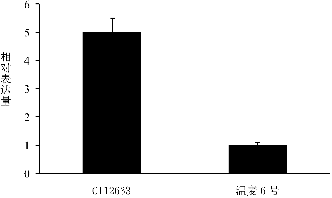 Disease resistance associated protein TaCPK7-R derived from wheat and related biological materials and application thereof