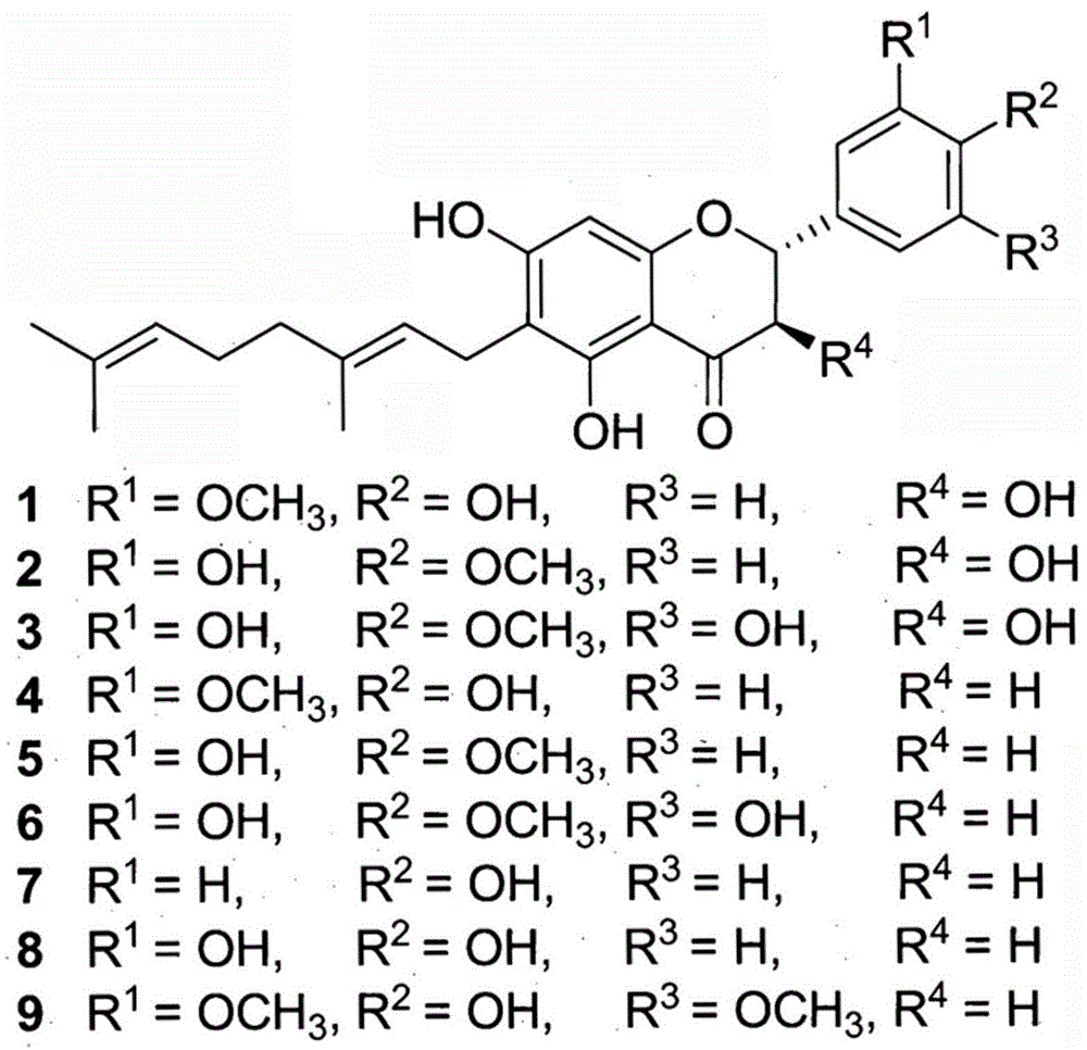 Composition for suppressing neuraminidase activity comprising geranylated flavonoid derived from paulownia tomentosa as active ingredient