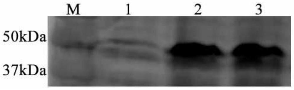 Preparation method of eimeria tenella recombinant polypeptide vaccine VKVQ and application method of eimeria tenella recombinant polypeptide vaccine VKVQ in resisting chicken coccidiosis