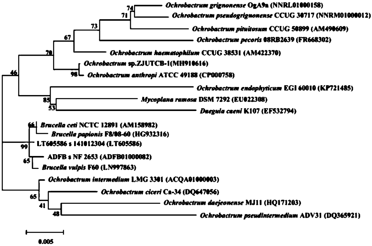 Ochrobactrum ZJUTCB-1 capable of efficiently degrading chlorobenzene and application of ochrobactrum ZJUTCB-1