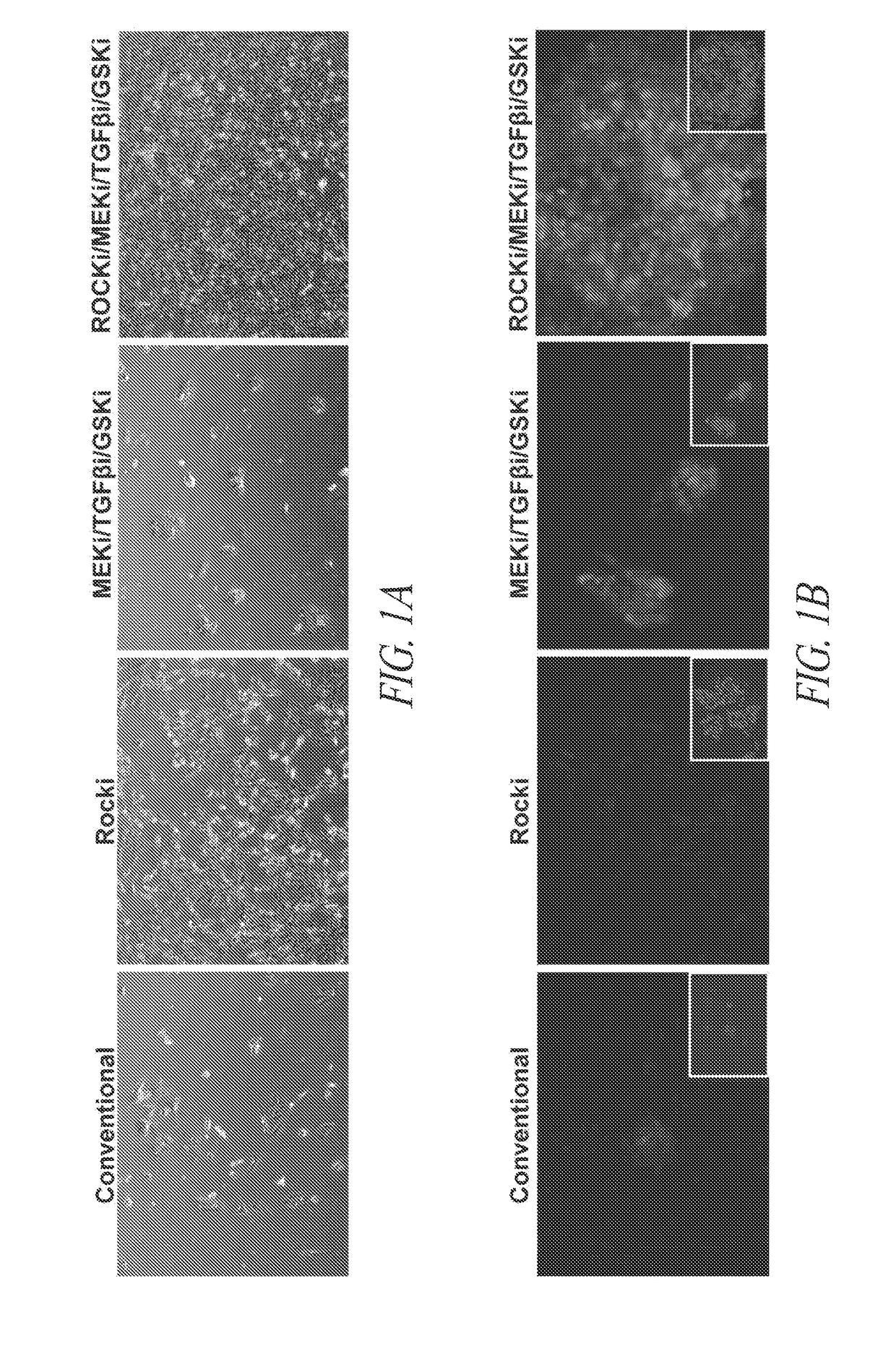 Cell culture platform for single cell sorting and enhanced reprogramming of iPSCs