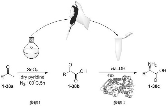 Amino acid dehydrogenase mutant and application thereof