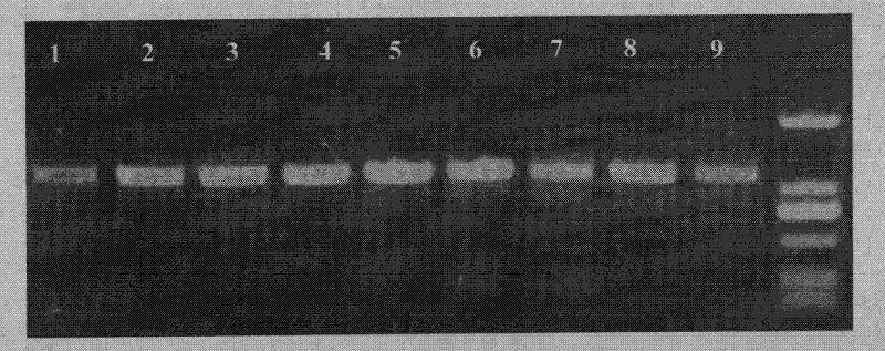 Universal primers for identifying bacillus and classification method using same