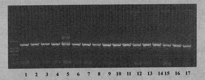 Universal primers for identifying bacillus and classification method using same