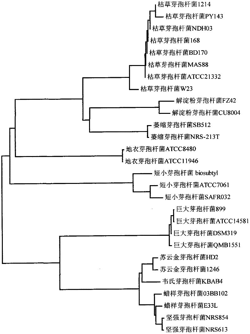 Universal primers for identifying bacillus and classification method using same