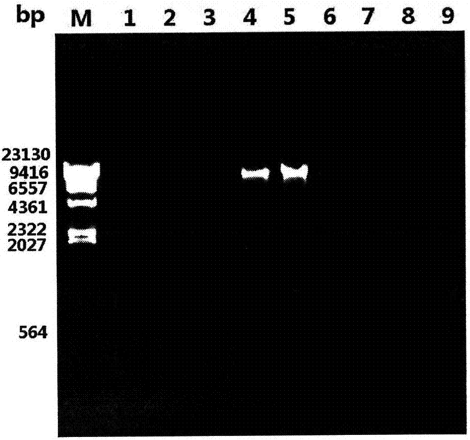 Universal kit and method for extracting DNA from trace plant materials