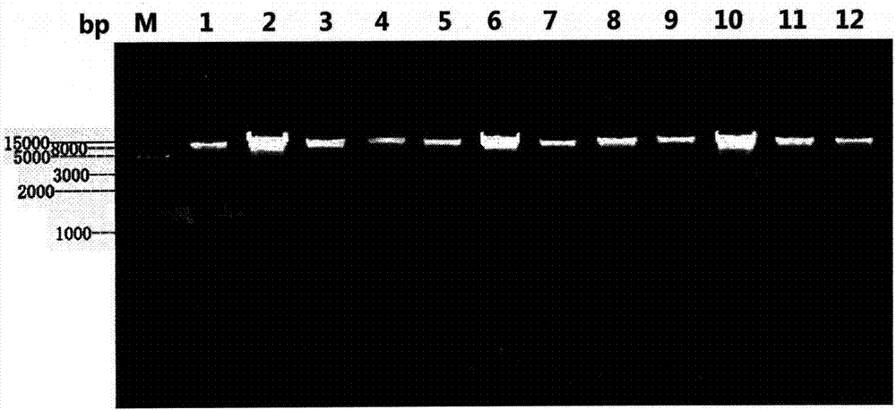 Universal kit and method for extracting DNA from trace plant materials