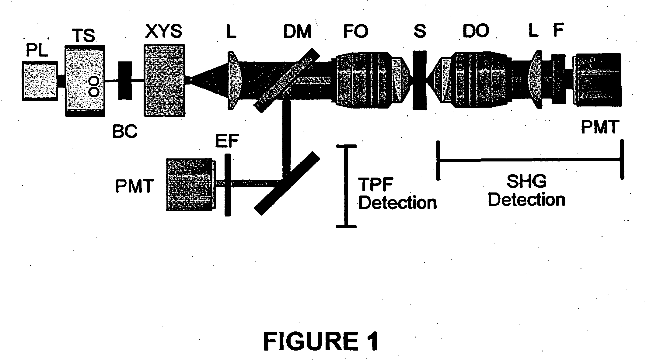 Nonlinear optical detection of fast cellular electrical activity