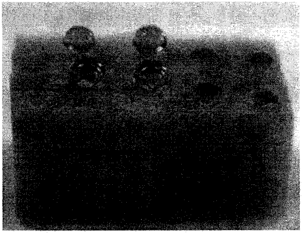 Rapid preparation method of superhydrophobic three-dimensional sponge and application thereof to oil-water separation