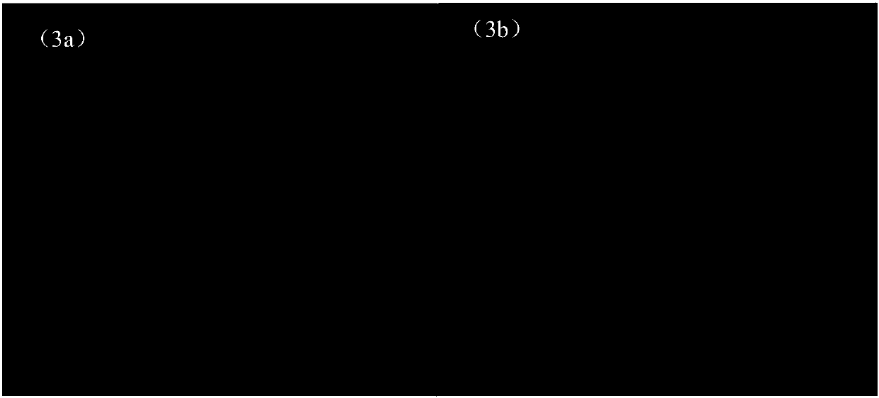 DNA single molecule sequencing method and sequencing system