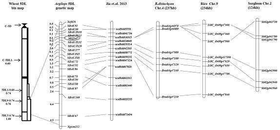 A functional marker and its application for rapid detection of powdery mildew resistance gene of A. tachyphylla