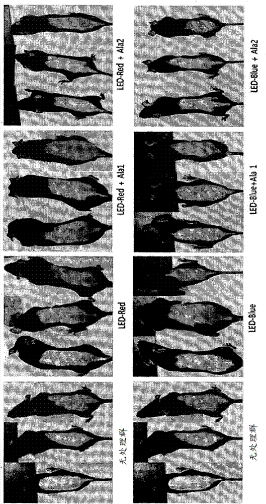 Composition for improving or promoting hair growth containing, as active ingredients, photosensitizer irradiated with light and peptide, and method using same