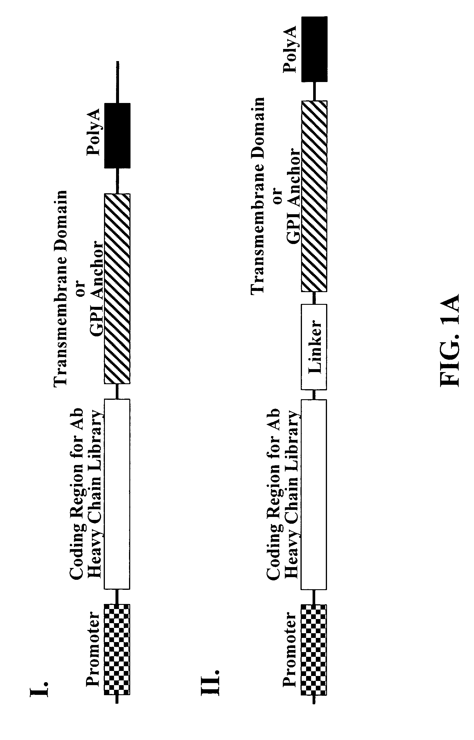 Cell display of antibody libraries