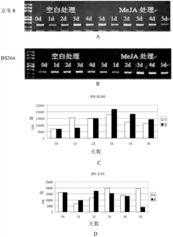 Relevant protein TaOPR for regulating and controlling cracking of plant anther as well as gene and application thereof