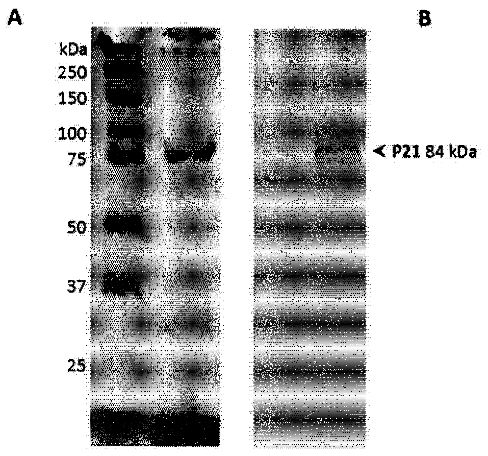 Biofusion proteins as Anti-malaria vaccines