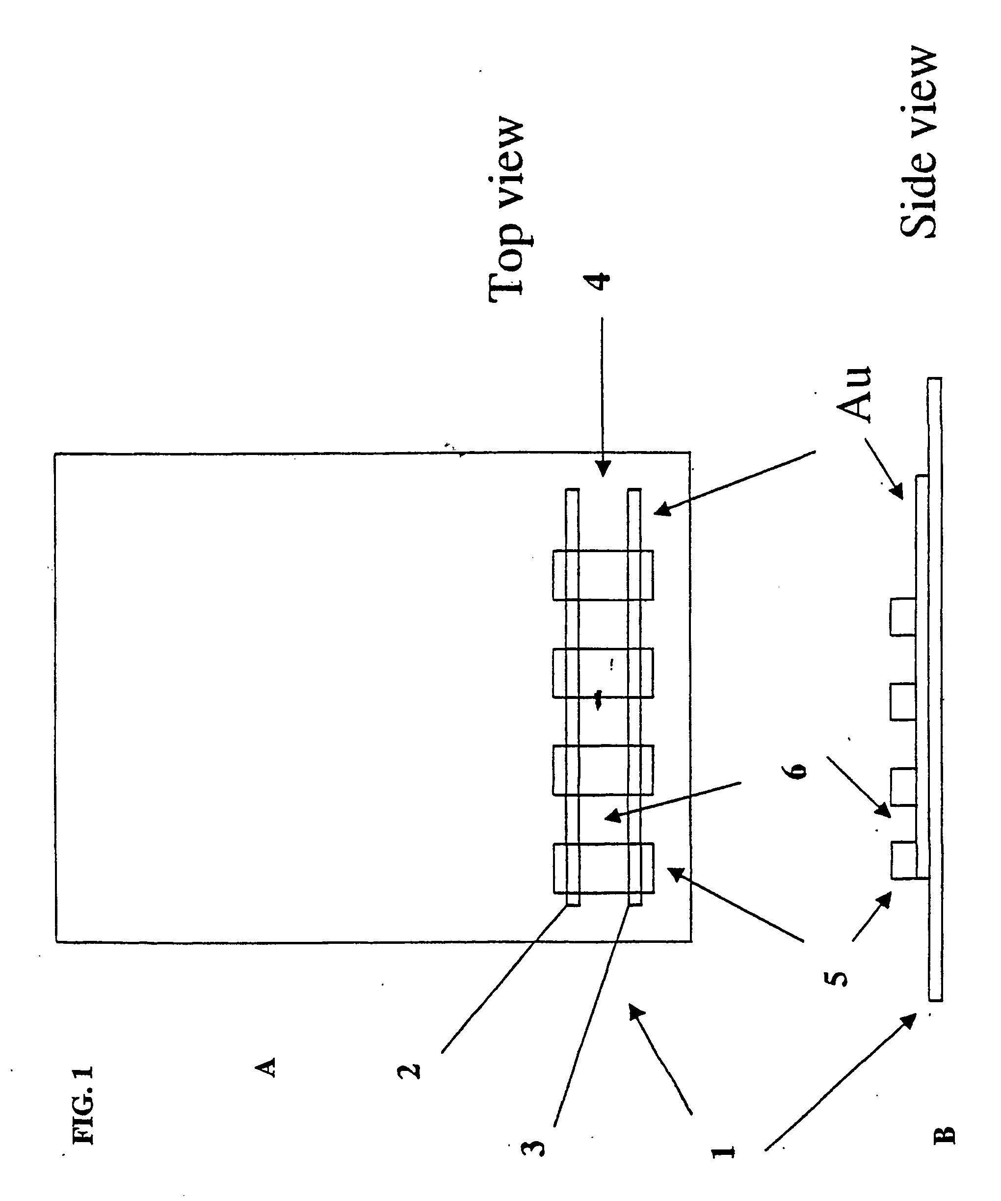 Electrical field stimulation of eukaryotic cells