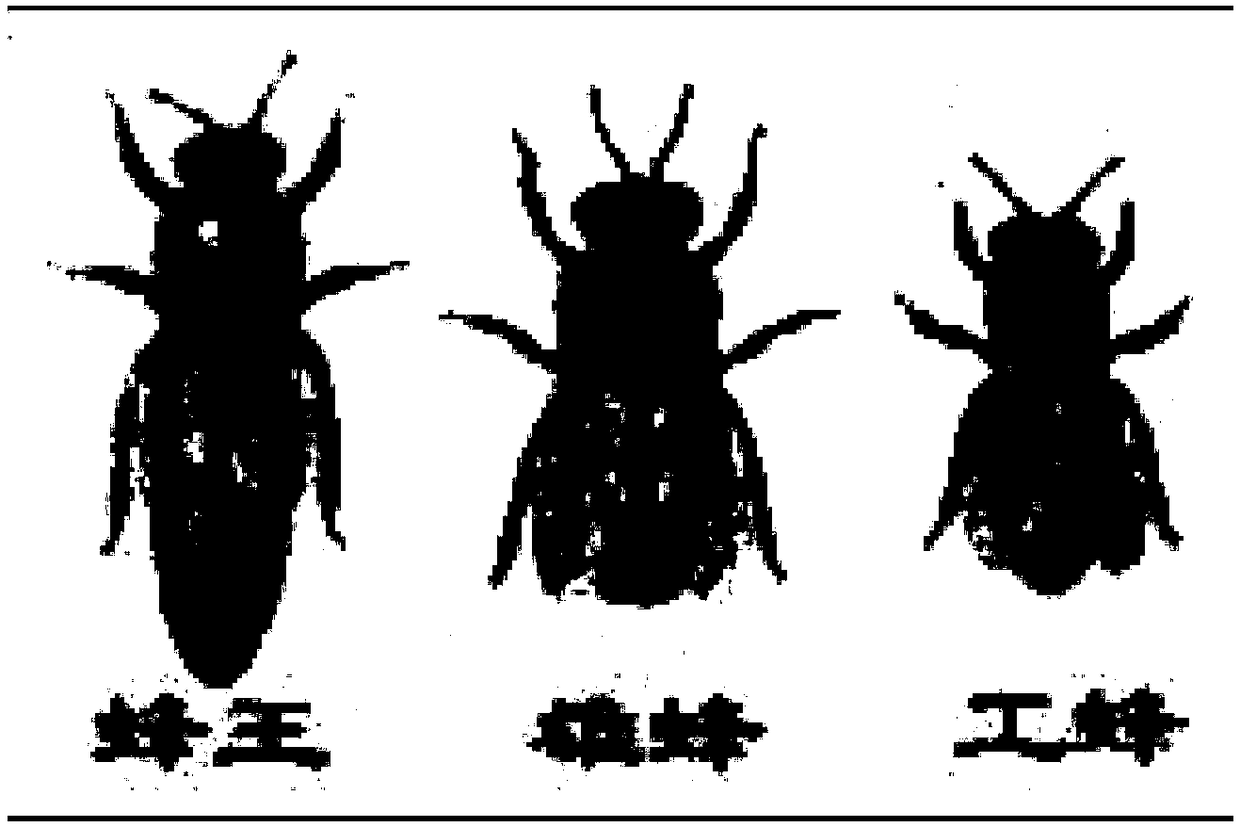 Method for detecting 6-pyruvoyl tetrahydropterin synthase PTS gene expression of Italian bee through fluorescent quantitative PCR (Polymerase Chain Reaction) technology