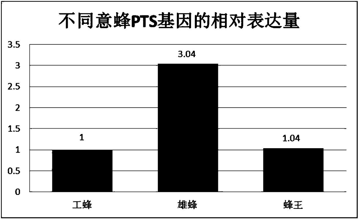 Method for detecting 6-pyruvoyl tetrahydropterin synthase PTS gene expression of Italian bee through fluorescent quantitative PCR (Polymerase Chain Reaction) technology