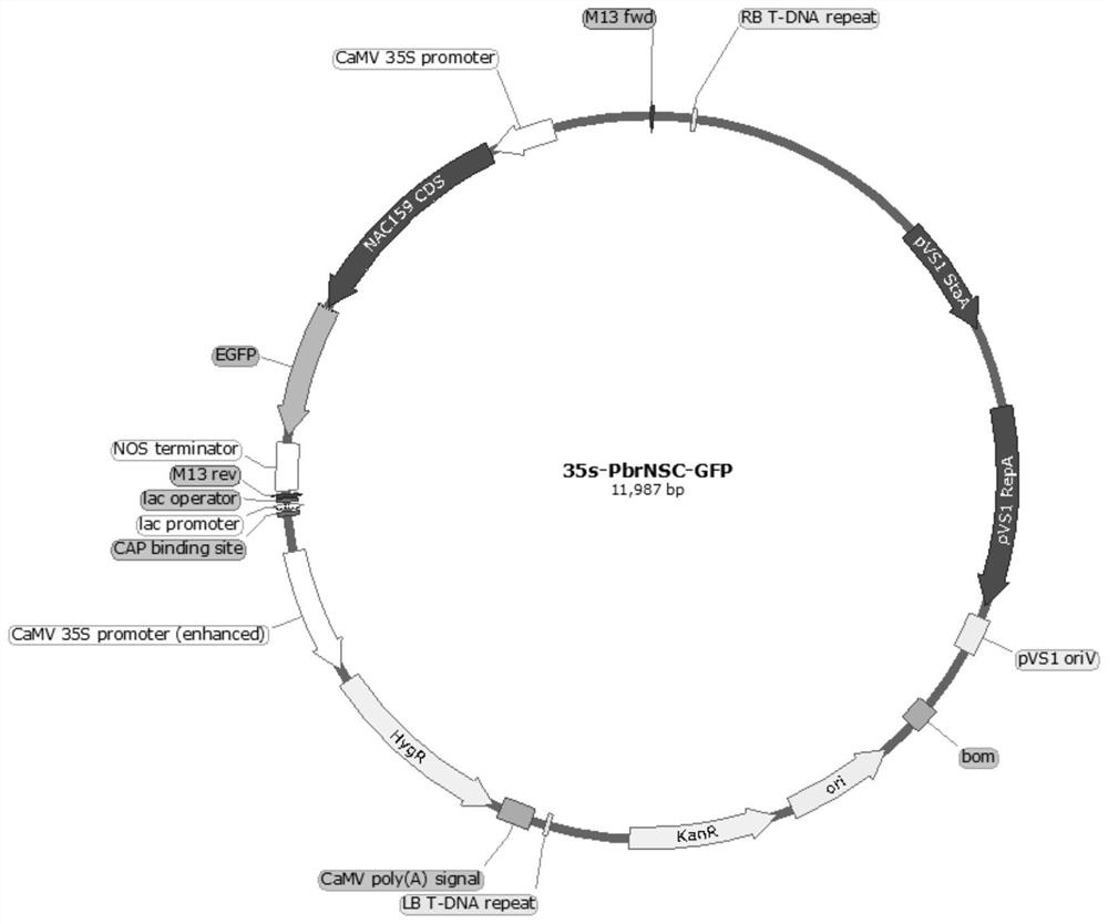 Pear PbrNSC gene and application thereof