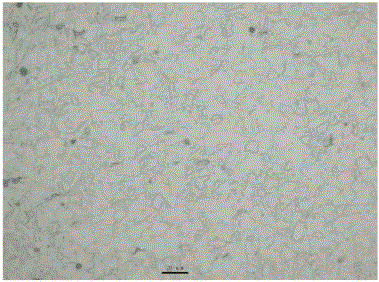 A kind of nonmagnetic stainless steel with high molybdenum content and its manufacturing method