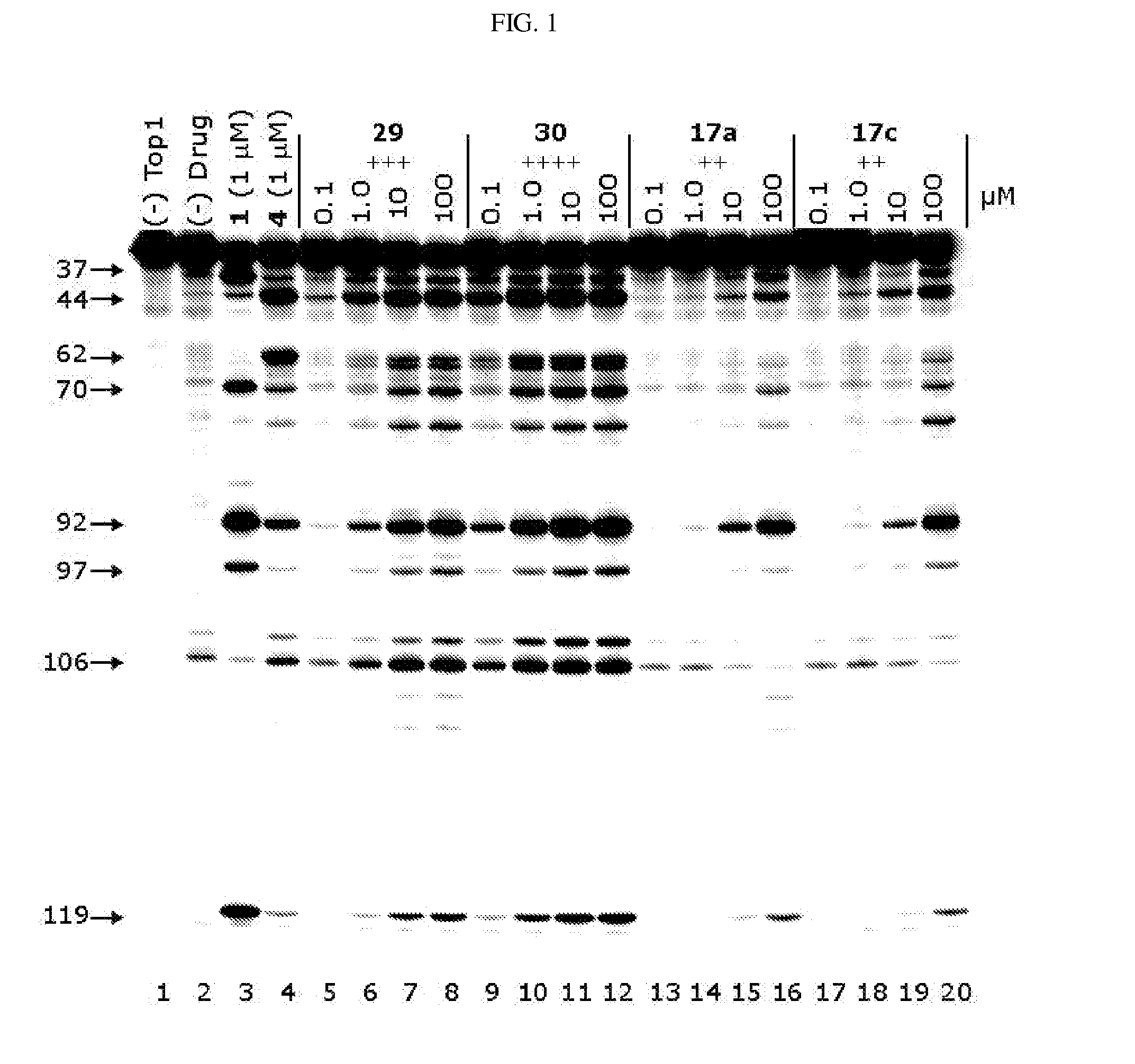 Alcohol-, diol-, and carbohydrate-substituted indenoisoquinolines as topoisomerase i inhibitors