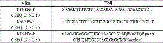 Specific identification of transgenic rice line Kefeng 6 by rpa technique