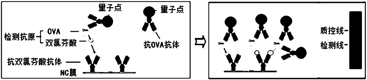 Diclofenac quantum dot immunochromatography detection card and detection method based on signal amplification system