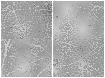 Stress regulating method for Yanbian yellow cattle