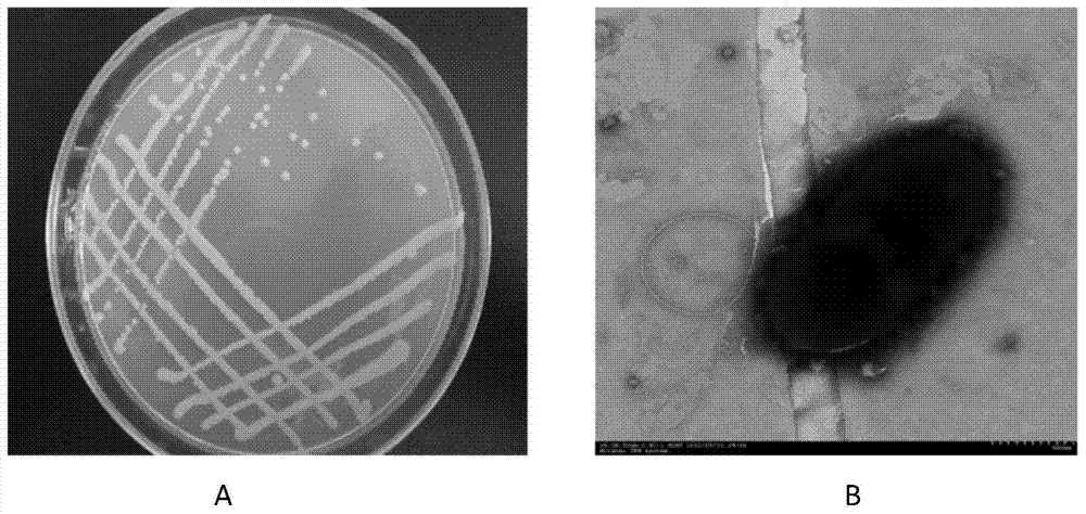 Plant-growth-promoting endophytic bacterium having polycyclic aromatic hydrocarbons degrading function and application thereof