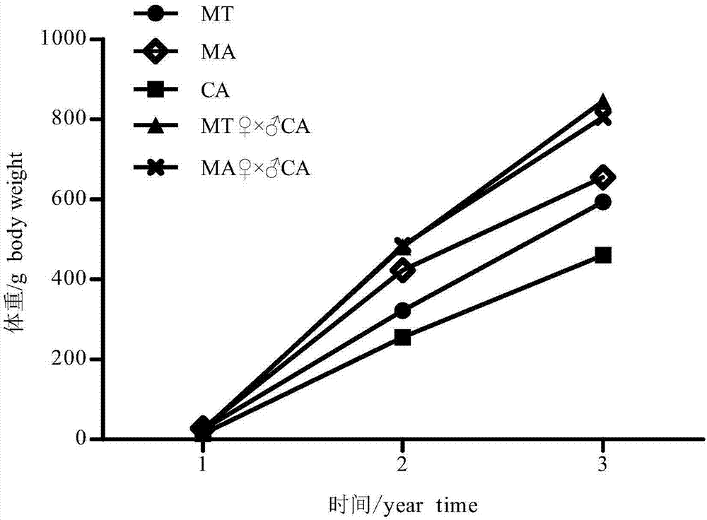 Constructing method of hybridized megalobrama skolkovii culter with fast growth and few intermuscular bones