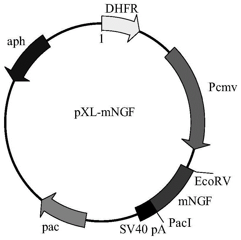 Mouse nerve growth factor-containing expression vector and cell