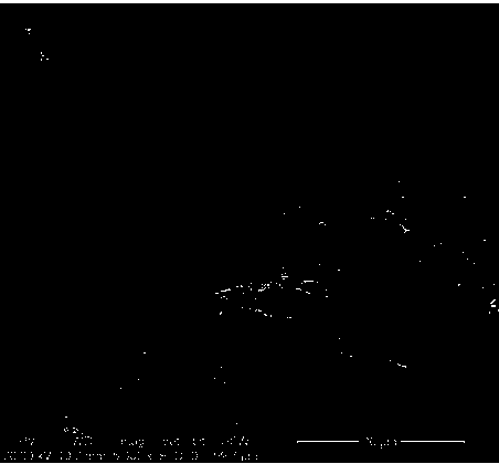 Preparation method of Co/Ni-MoO2 composite electrolyzed water catalyst