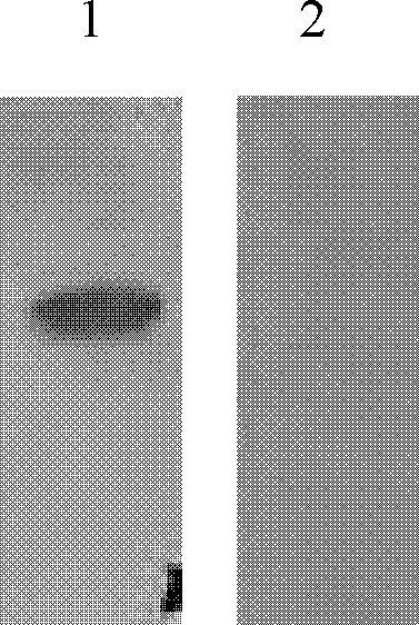 Method of using pichia yeast expression system to produce German cockroach allergenic Blagarg protein