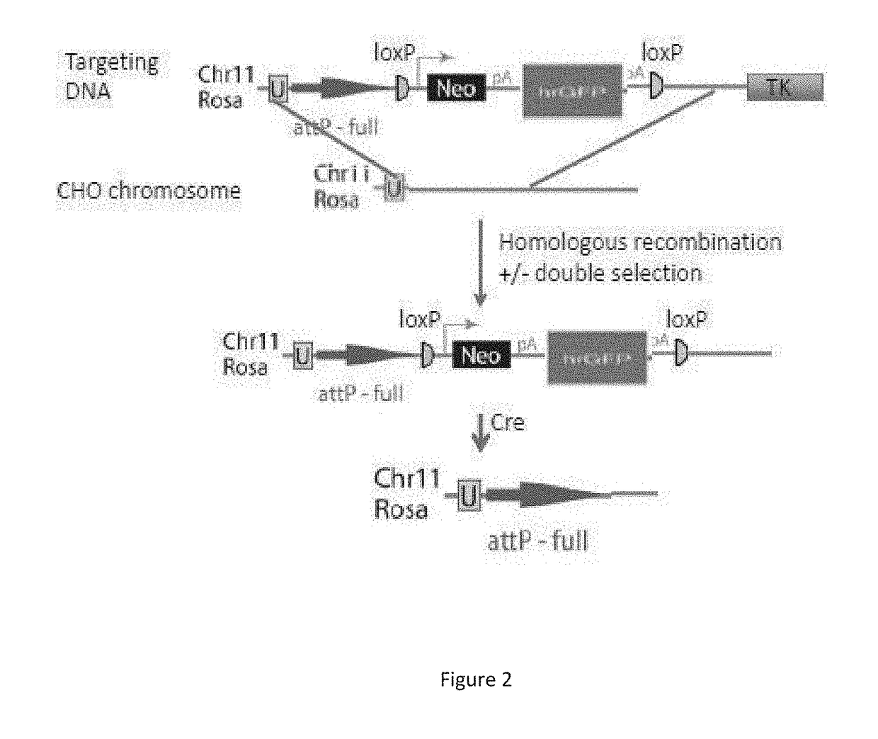 Enhanced Gene Expression