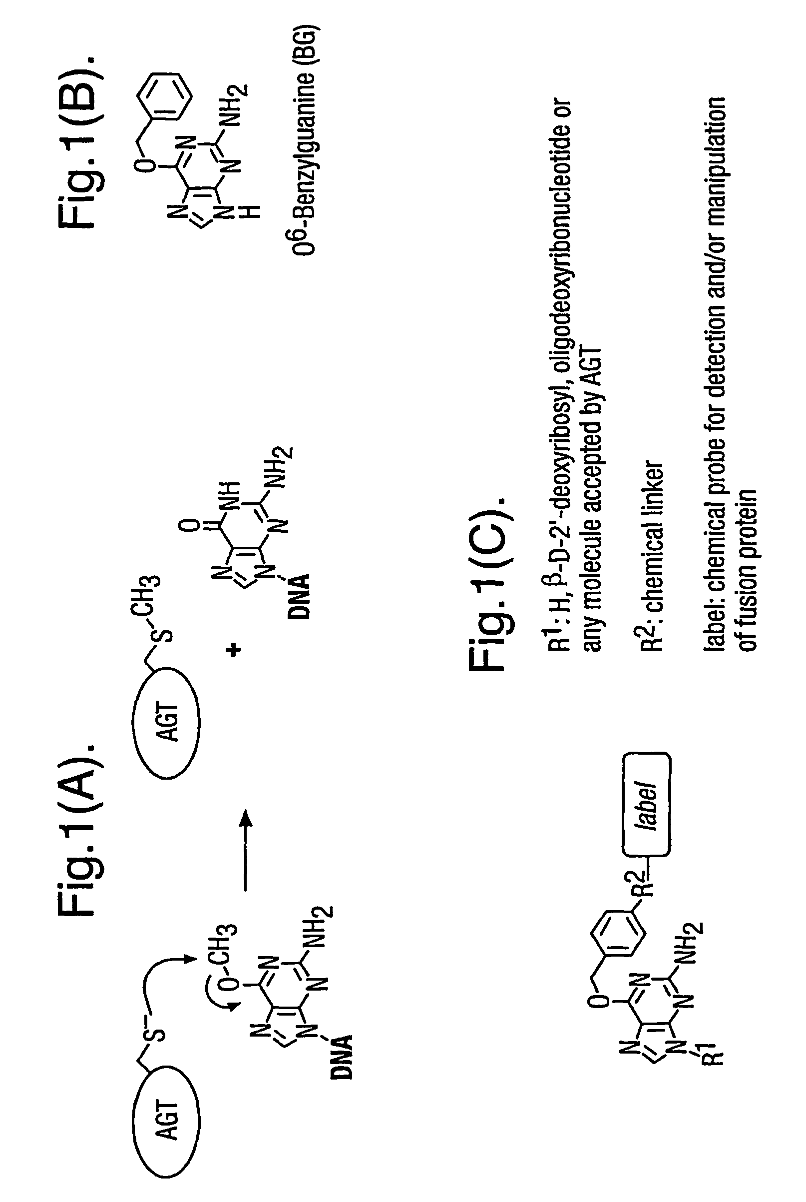 Methods using O6-alkylguanine-DNA alkyltransferases