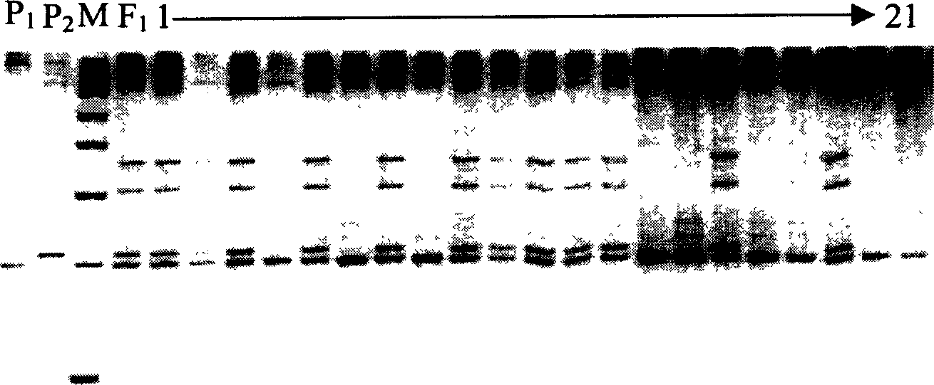 Main-gene bph2 molecular mark method for rice variety anti-brownspot gene site