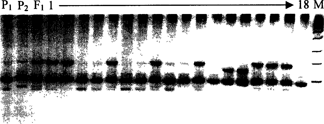 Main-gene bph2 molecular mark method for rice variety anti-brownspot gene site