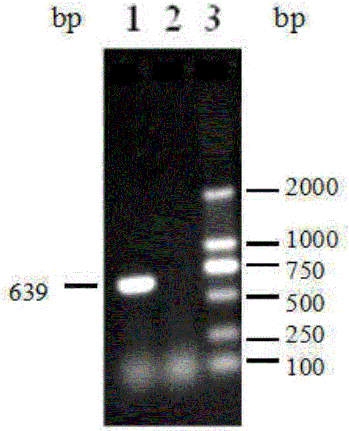 Directly competitive ELISA detection kit for O type FMDV antibody