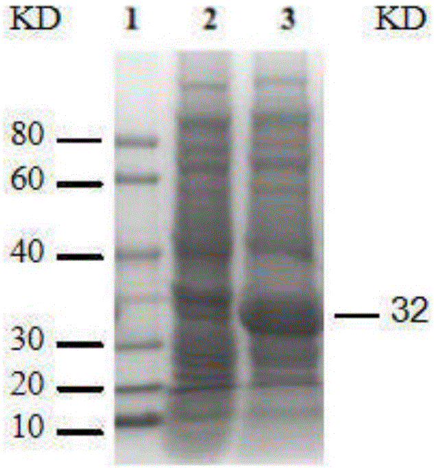 Directly competitive ELISA detection kit for O type FMDV antibody