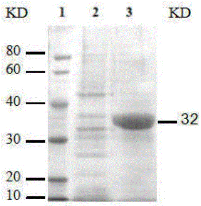 Directly competitive ELISA detection kit for O type FMDV antibody