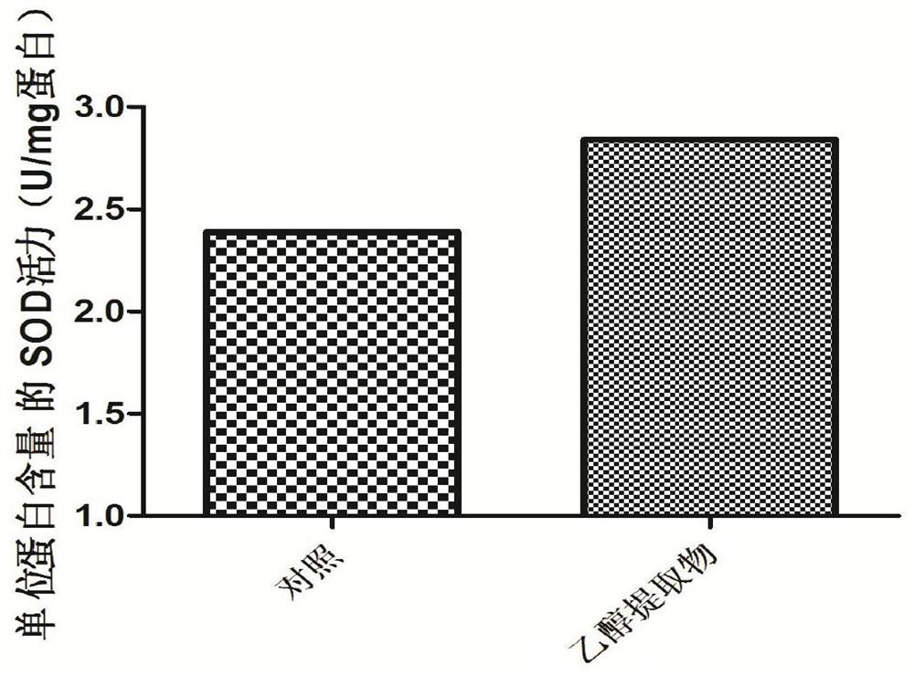 A kind of preparation method and application of ethanol extract of Cryptocodella sp.