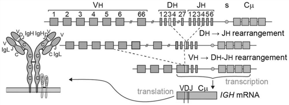 NGS-based automated sequencing analysis method and device for minimal residual disease