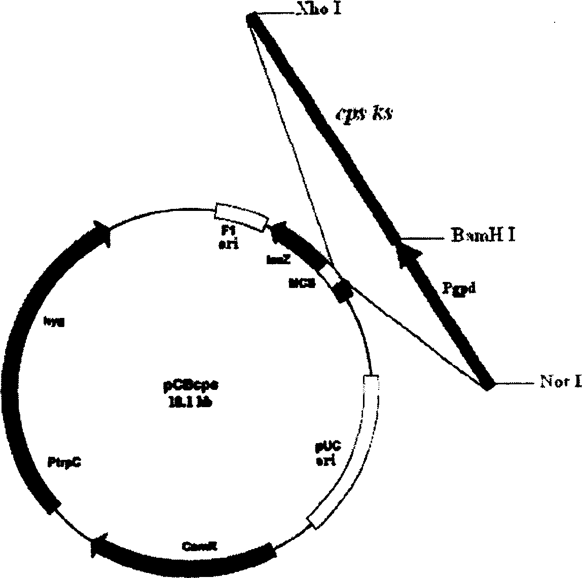 Gibberella gene engineering bacterium and its preparation and application