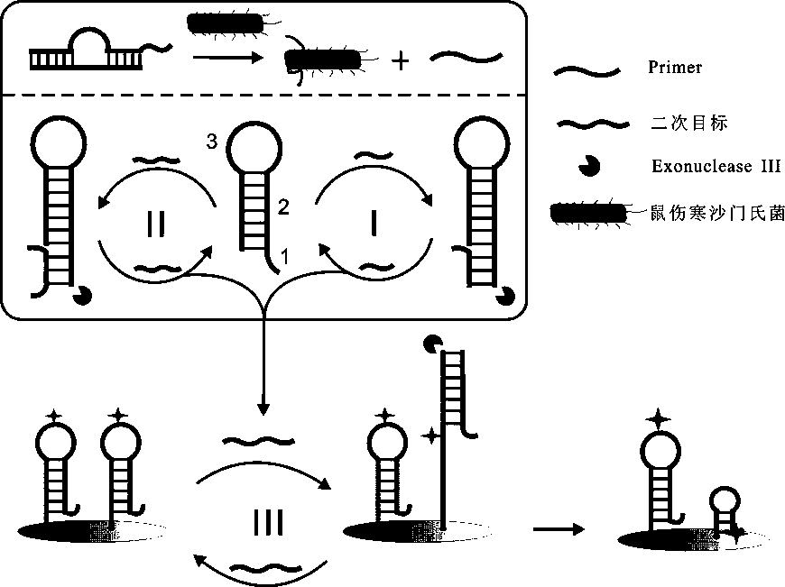 An electrochemical biosensor for detecting Salmonella typhimurium and its preparation method