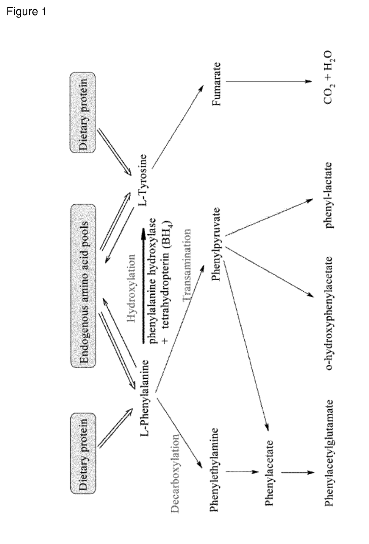 Recombinant phe-free proteins for use in the treatment of phenylketonuria