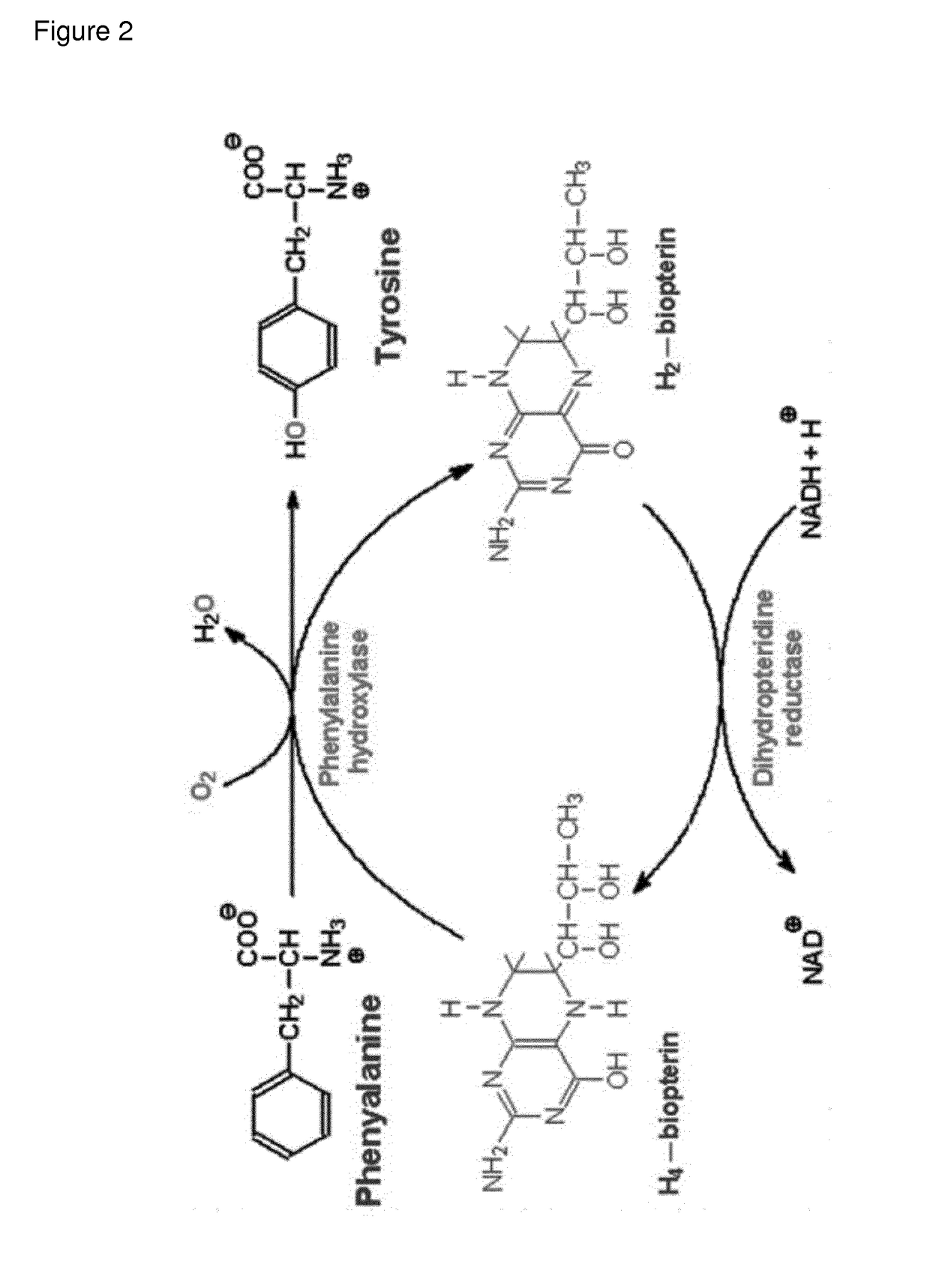 Recombinant phe-free proteins for use in the treatment of phenylketonuria